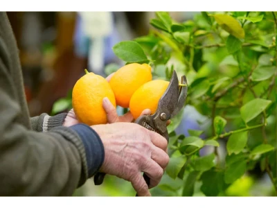 Welche Arten von Pflanzen und Zweigen können diese Gartenscheren bewältigen?