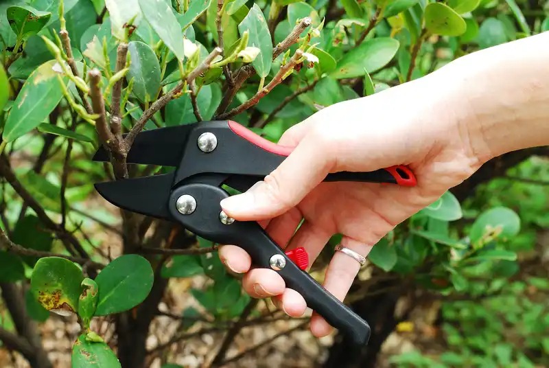6-1/2" Ratchet hand pruner