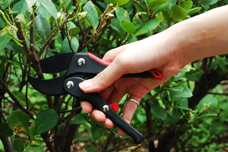 7" Ratchet curved blade secateurs