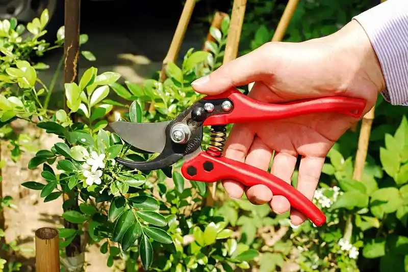 8" Bypass hand pruner