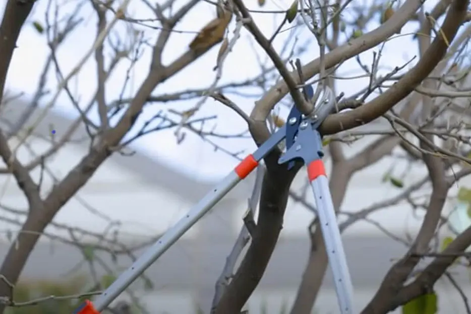 Considerations for Choosing Loppers