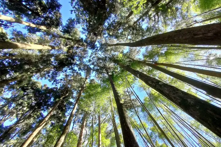 Sustainable Gardening: The Role of FSC-Certified Hedge Shears and Garden Tools