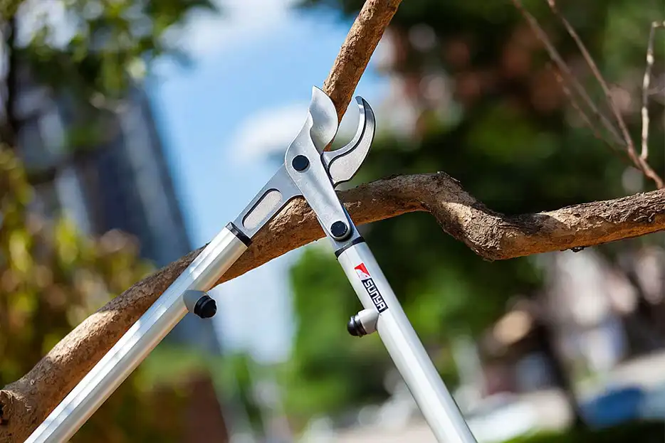 Greenwood and Live Wood Pruning