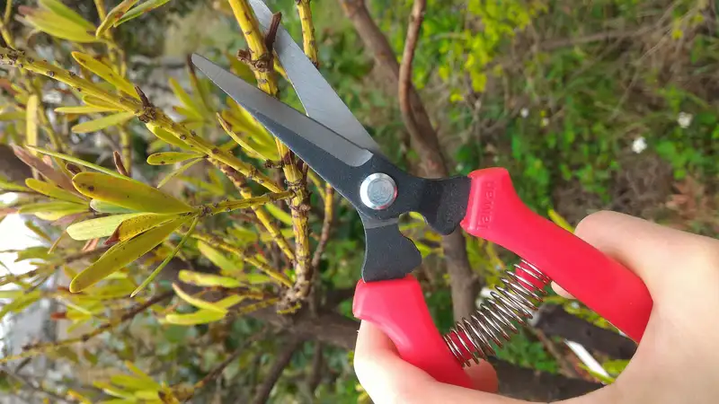 6-1/2" Fruit Scissors