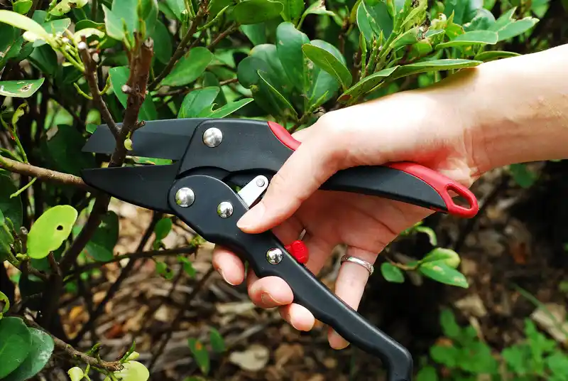 8" Ratchet pruner