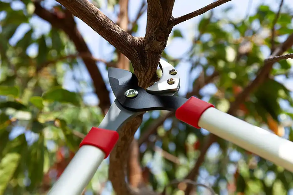 Deadwood and Mature Wood Pruning