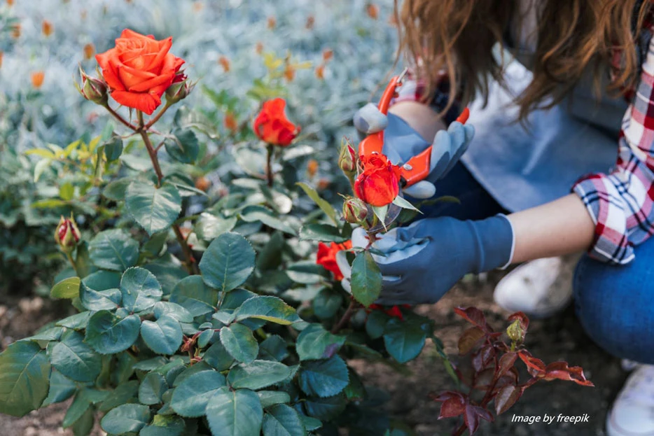 Flowers and Herbaceous Plants