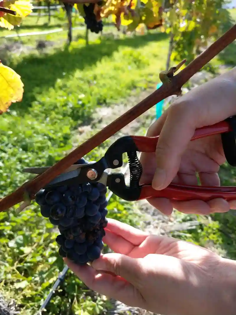 7-3/8" High carbon steel long straight blade snips