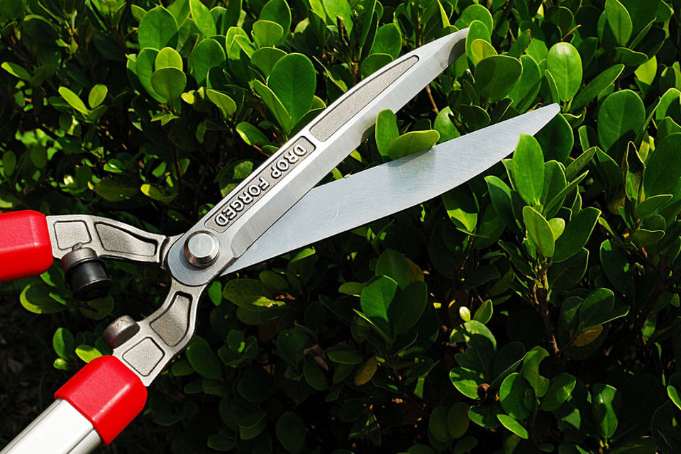 pdt-hedge-shears