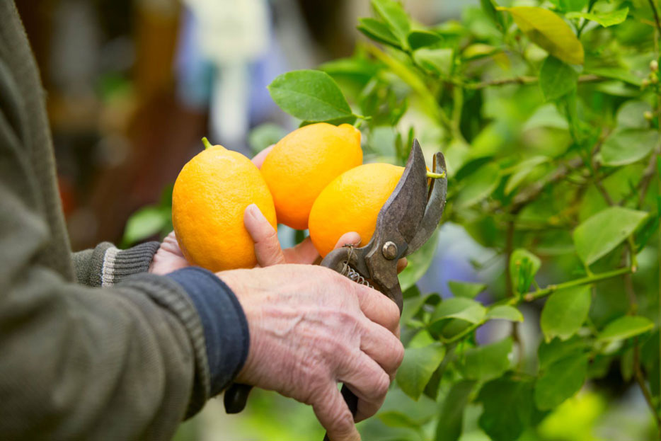 pruners-handle-img pruners-handle-img